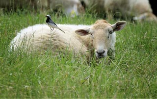 Mouton et bergeronnette grise  