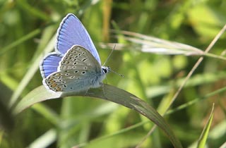 Azur&eacute; du thym