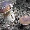 Parce que se balader en for&ecirc;t et ramasser des champignons est un r&eacute;el plaisir, il convient tout de m&ecirc;me de prendre garde au contenu de votre panier. Chaque champignon est diff&eacute;rent, que ce soit par sa taille, sa forme, sa couleur ou son odeur. 