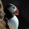 La beauté de l'Islande et de superbes photos pour un passionné d'oiseaux