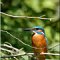 Un passionn&eacute; de la nature et de la chasse photographique.....de superbes images