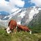Quelle est la plus belle fa&ccedil;on de d&eacute;couvrir la montagne, ses lacs, ses paysages, sa faune, sa flore ? Pour Gypa&egrave;te.net c'est sans aucun doute en photos, parce que les photos nous invitent au voyage.