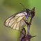 Le monde des insectes &agrave; travers l'objectif  d'un passionn&eacute;..de superbes images