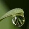 Un site &agrave; d&eacute;couvrir absolument...de superbes macrophotographies..