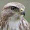 Le site de Nathalie Annoye est d&eacute;di&eacute; &agrave; la photographie naturaliste, avec une large part pour les oiseaux,&nbsp;un peu de macro, des paysages, et quelques animaux de nos r&eacute;gions.