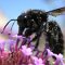 De superbes macrophotographies..