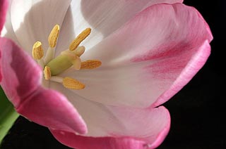 Tulipe...