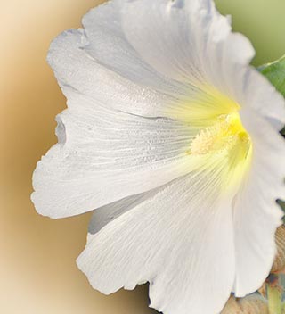 Rose trémière