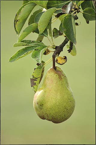 Poire au verger