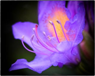 Les rhododendrons sont une chance pour tous les jardins d'ombre et les massifs exposés au nord car ils supportent très bien un faible ensoleillement.