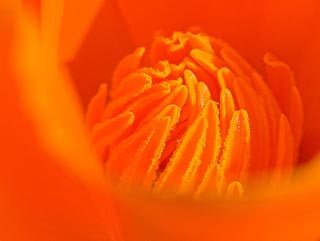 Macro photo, un pavot au jardin