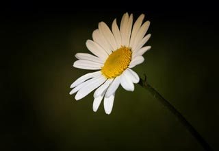 Marguerite des jardins
