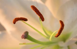 Lys blanc, macro photo 