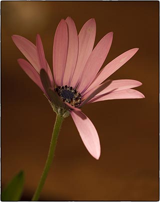 L'osteospermum est une magnifique vivace aux fleurs tout aussi remarquables. 