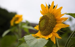 Tournesol, macro photo