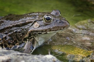 Grenouille