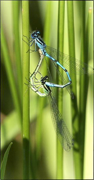 Libellules, au cours de l'accouplement, la femelle recourbe son abdomen pour récupérer le sperme du mâle. La figure ainsi formée s'appelle la roue.