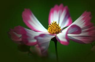 De la famille des marguerites, les cosmos font incontestablement partie des annuelles les plus faciles à réussir. Ces fleurs mexicaines au feuillage léger offrent de plus une floraison continue pendant tout l'été 