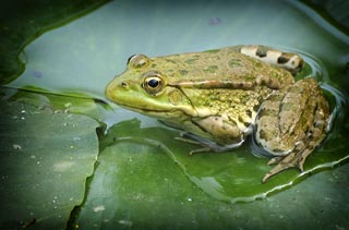 Grenouille verte
