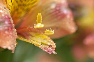 Alstroemeria