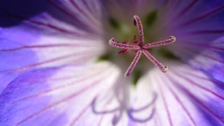 Photos macro, géranium vivace
