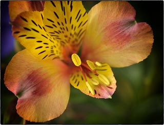 L'alstroemeria est une plante vivace à tubercule, dont la floraison ne passe pas inaperçu, de la fin du printemps à la fin de l'été
