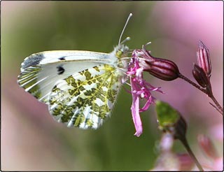 Papillon aurore femelle