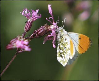 Papillon aurore mâle