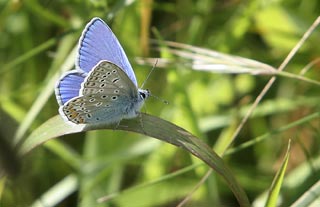 Papillon azuré bleu