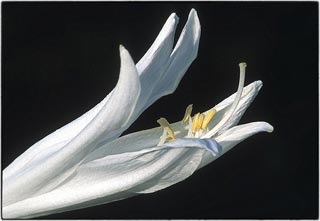 L'hosta est une vivace proposant un beau feuillage et des fleurs du printemps à l'été.