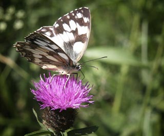 Papillon, macrophotographie