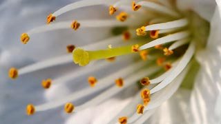 Macro photo, fleur de pommier